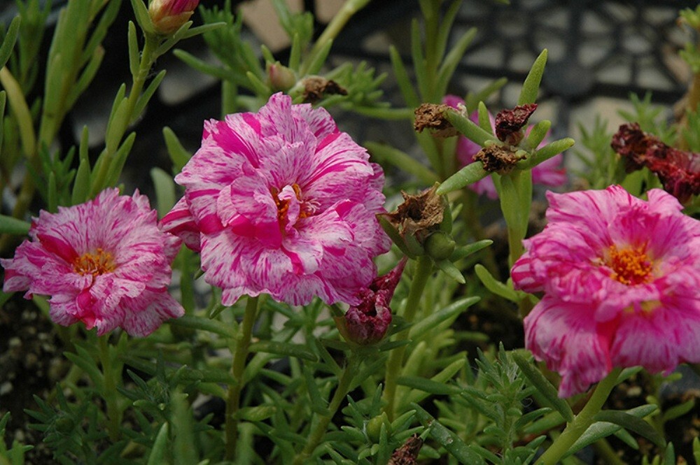 Portulaca Happy Hour Peppermint – 15 Pelleted Seeds – Moss Rose – Reseeds