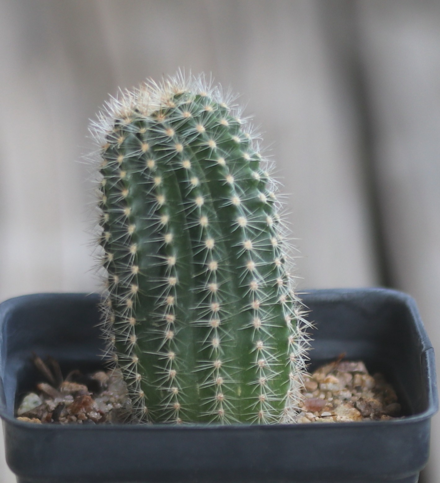 Echinopsis hybrid ‘Edwardian Lady’