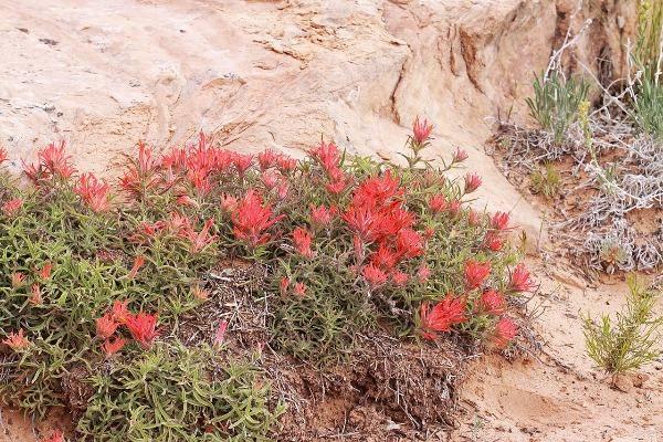 Castilleja scabrida | Rough Indian Paintbrush | 10 Seeds