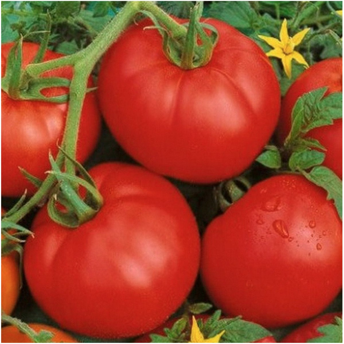 Ace 55 – Premier low-acid variety – 40 Seeds – Buy any 3 varieties, 20% off!