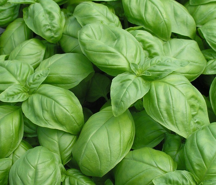 Multi Variety Tomato Herb Seeds 10 Types Non GMO Heirloom Beefsteak Cherry Zebra