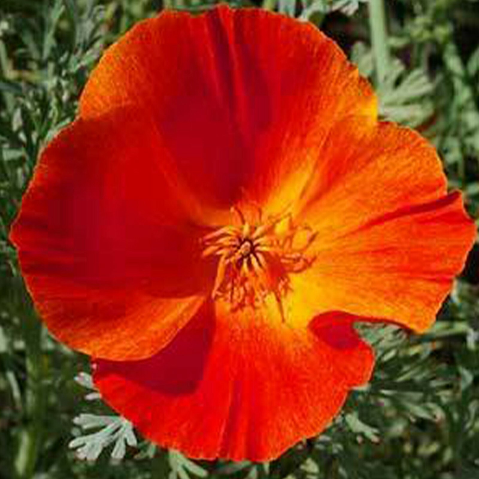 Mikado California Poppy Seeds 250+ Flower Eschscholzi Californica USA FREE S&H
