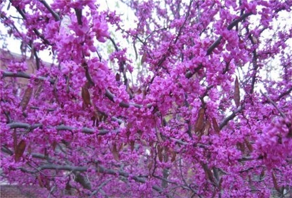 Cercis Occidentalis 25 Seeds, Western Redbud Cold Hardy Flowering Shrub Or Tree
