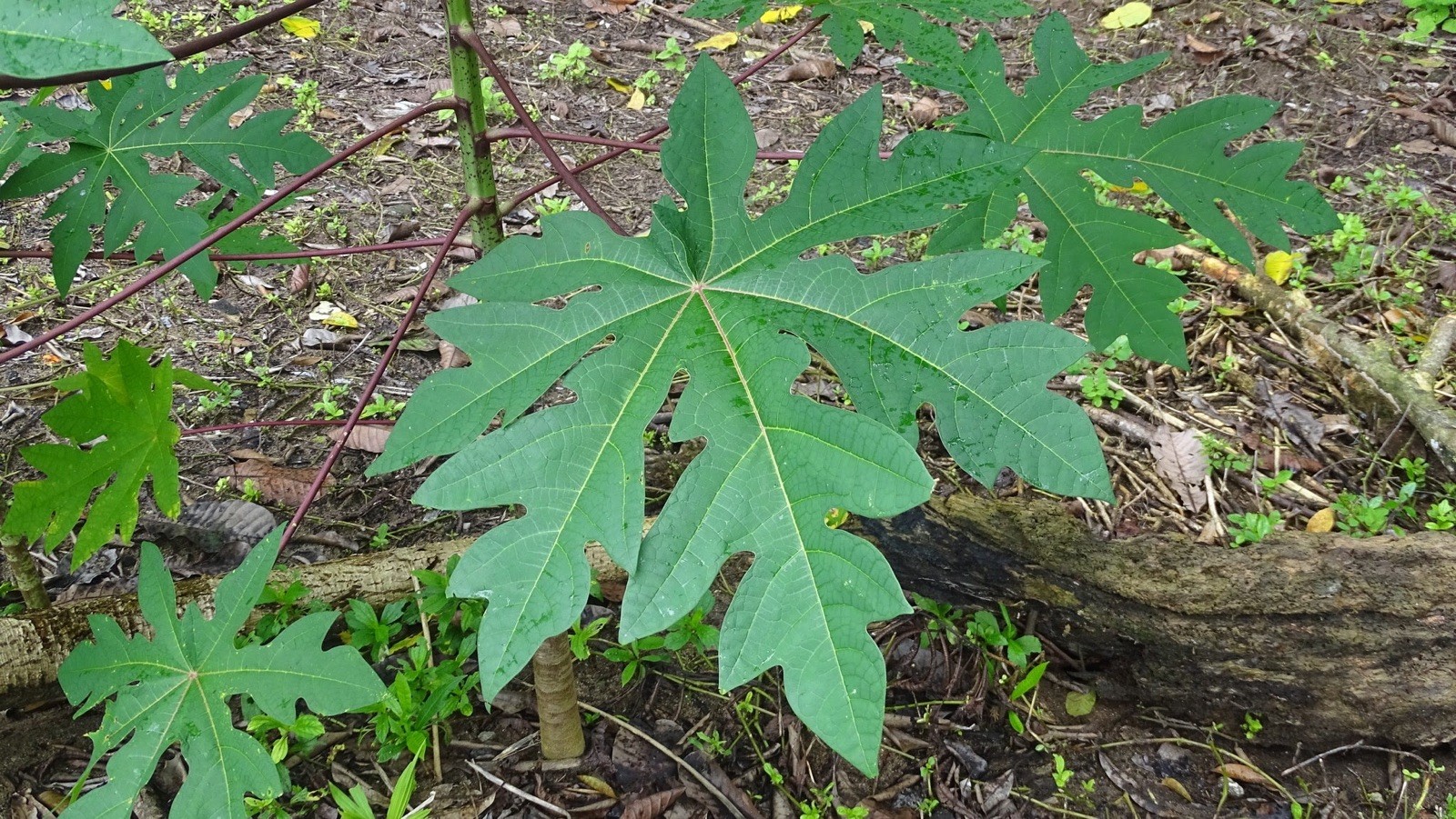 Carica papaya 100 Seeds – Papaya