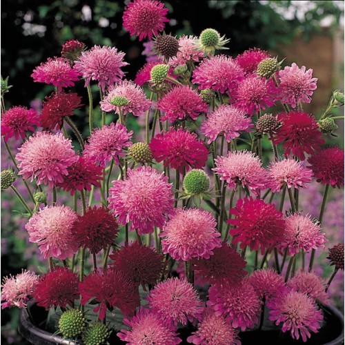 KNAUTIA, PINCUSHION FLOWERS, 110 SEEDS, MIXED, RED, PINK, LAVENDER, *EZ TO GROW*