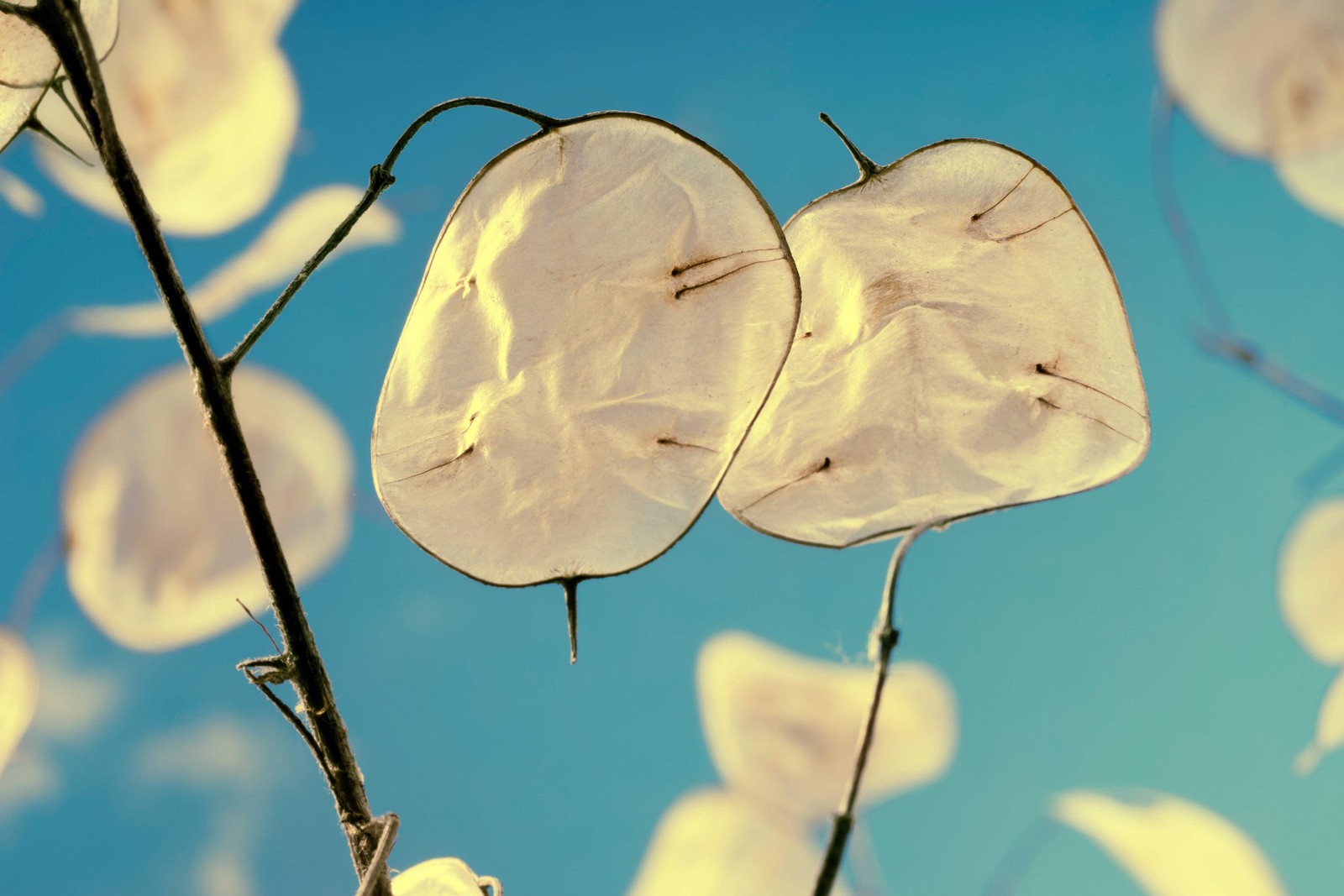 100 LUNARIA Biennis ( MONEY PLANT / Silver Dollar / Honesty ) Flower Seeds