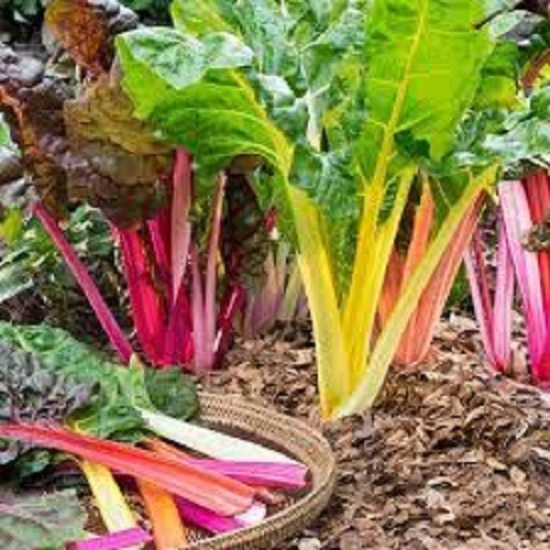 Premium Rainbow Swiss Chard -Fresh Organic Heirloom Seeds Beautiful & Delicious