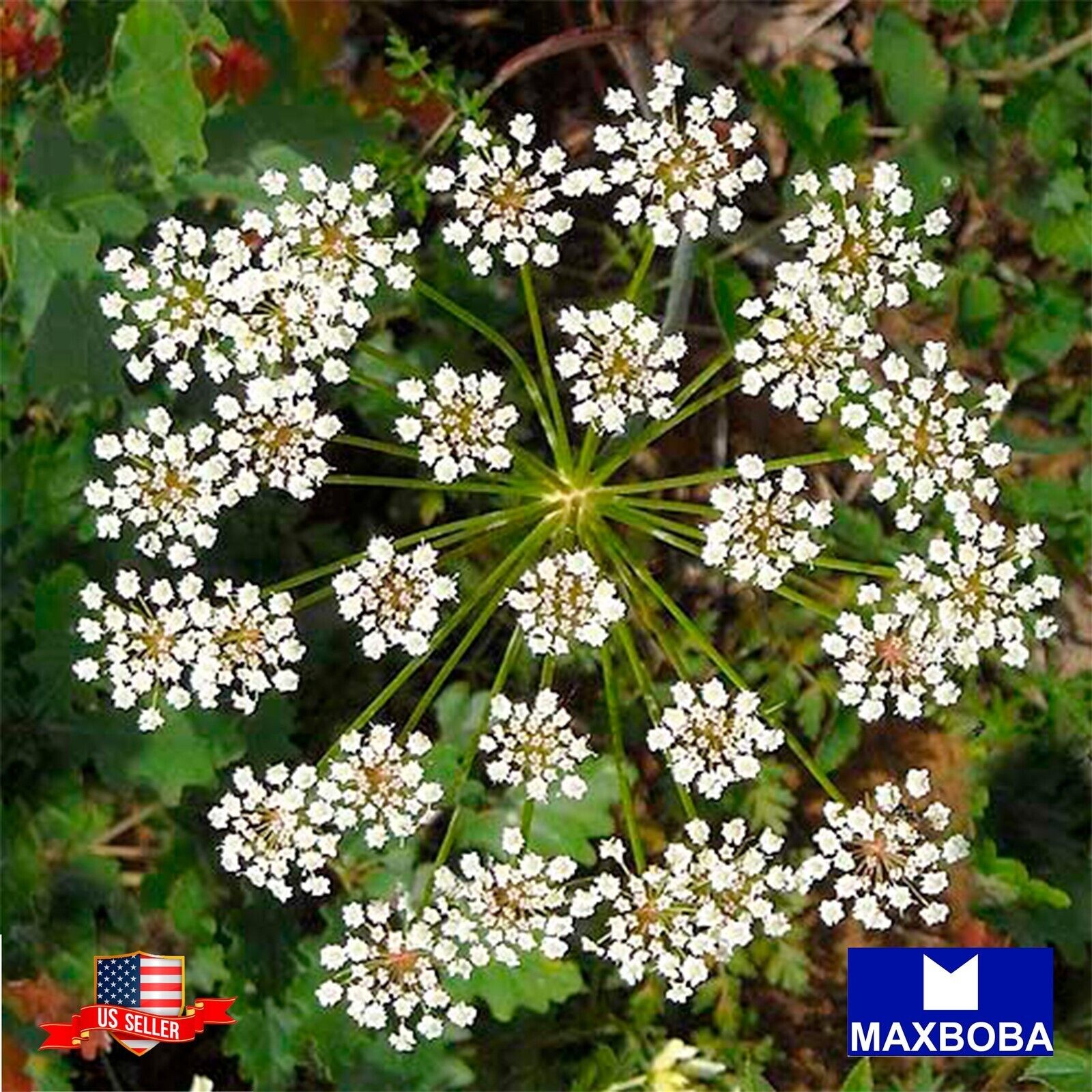 500 Anise Herb Seeds Open Pollinated Non-GMO Heirloom Garden