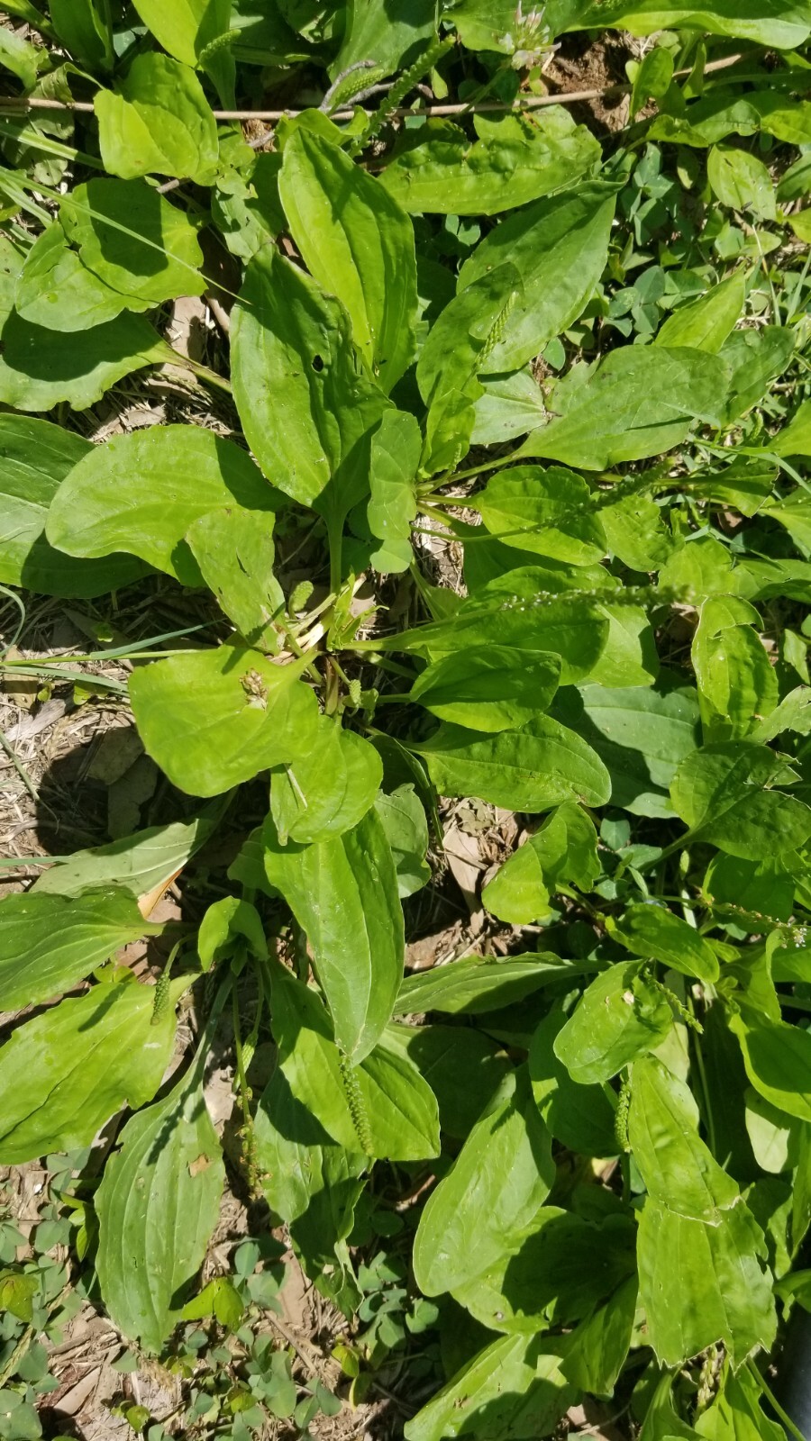 Plantain/ plantago Broad leaf BUY 6 with roots GET 6 FREE (total 12 plants) 4/25
