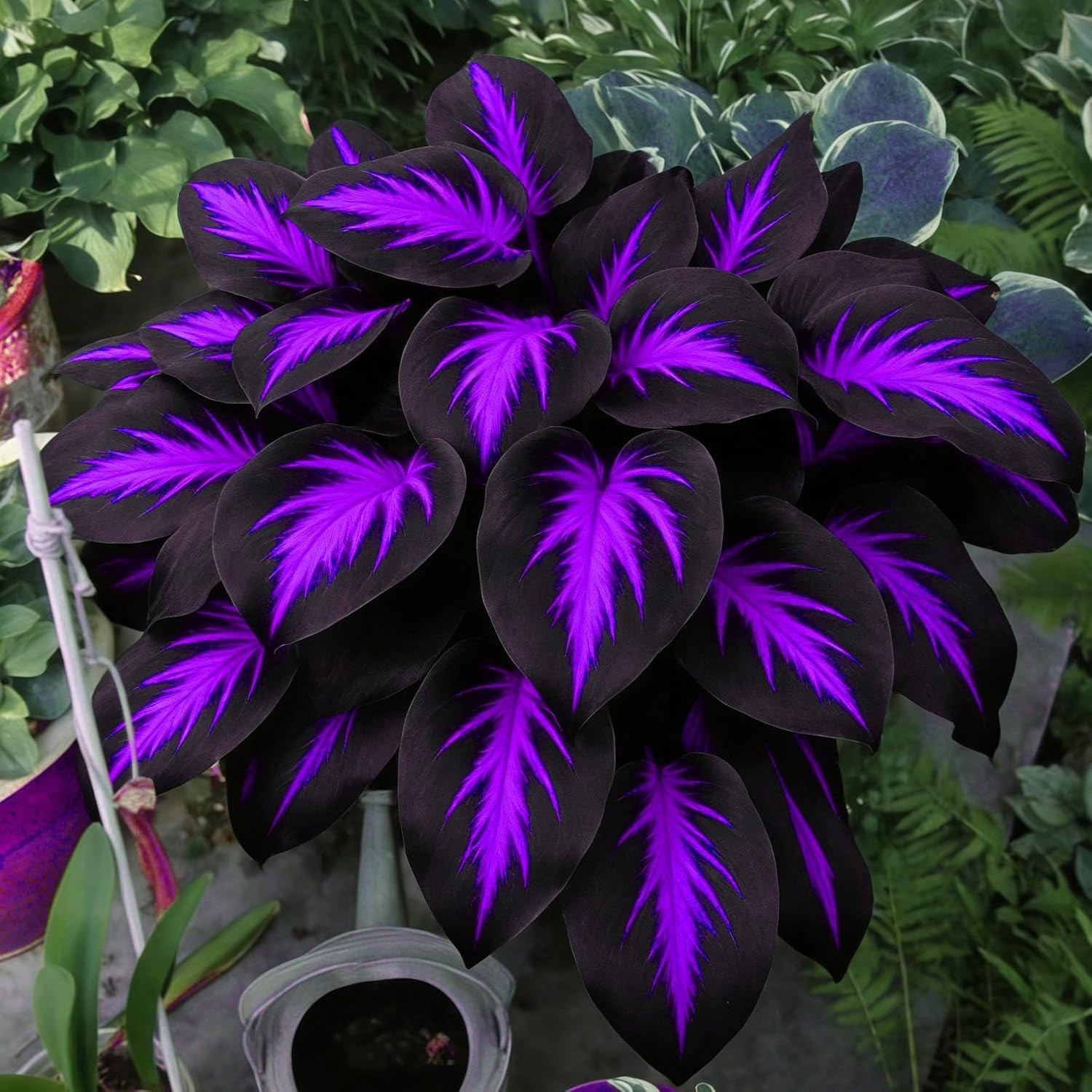 Fragrant & Hardy Hosta Seeds – 290+ Non-GMO Varieties for Outdoor Gardening