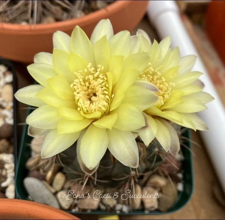 Seed- Gymnocalycium andreae 25 or 50 seeds