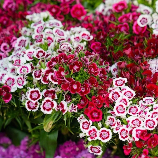 75+ Sweet William Super Duplex Mix seeds