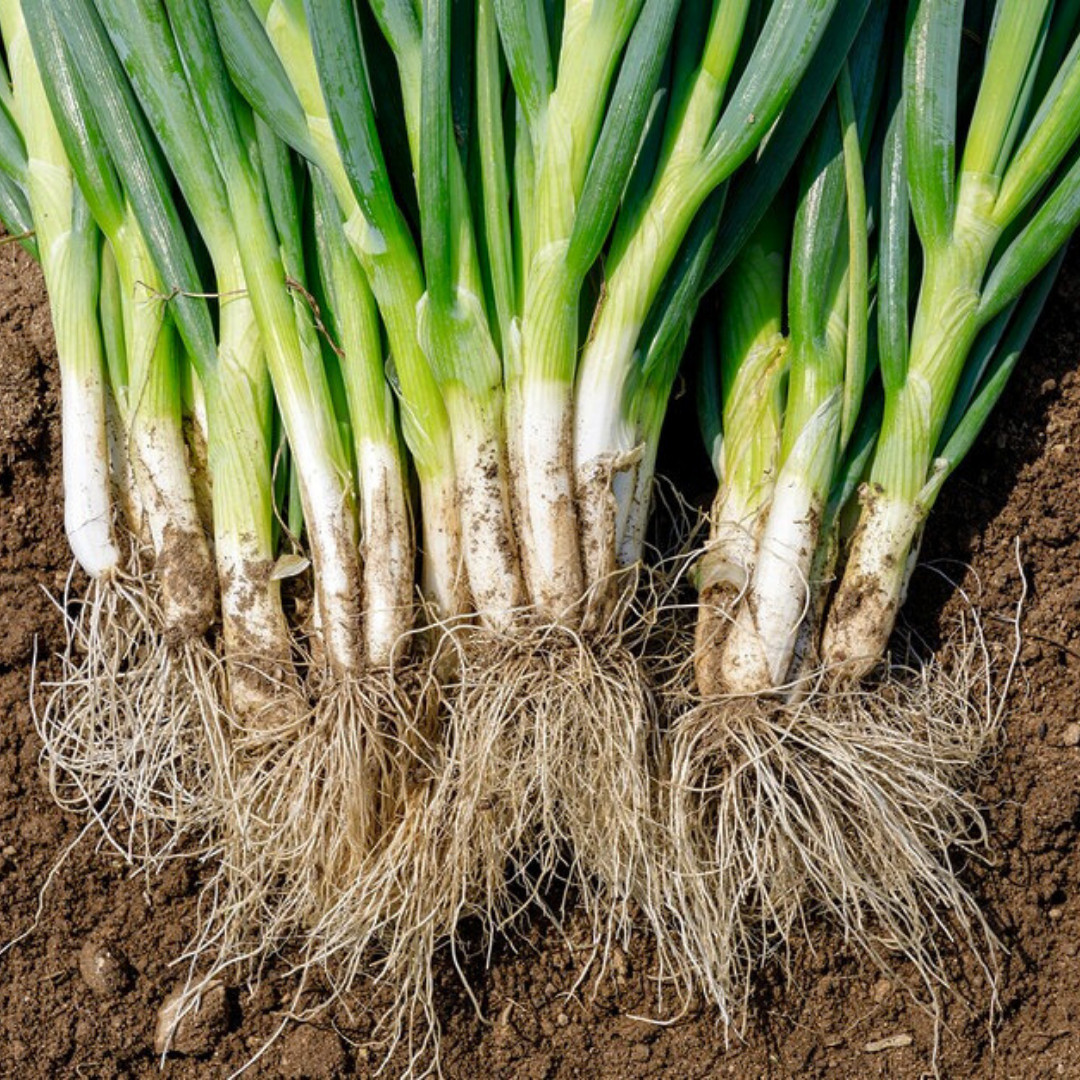 Fresh White Bunching Onion | Asian Green Onion | Heirloom Non-GMO | Vegetables