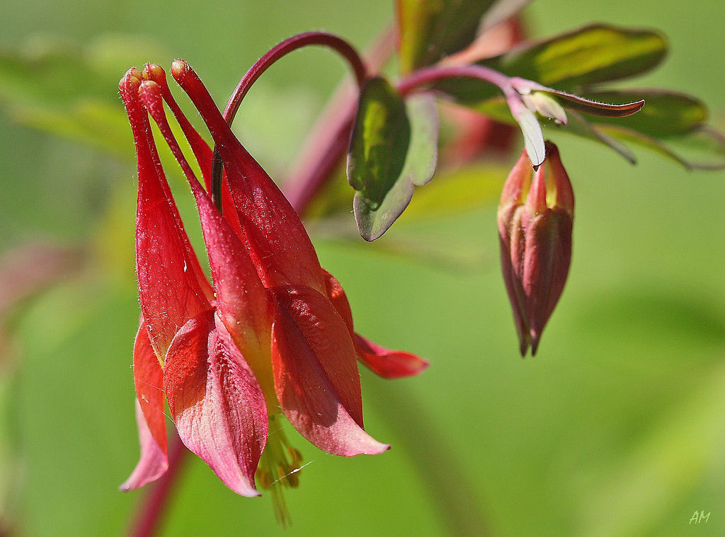 columbine, WILD RED CANADIAN, perennial 100 SEEDS GroCo* BUY ANY 10 – SHIPS FREE