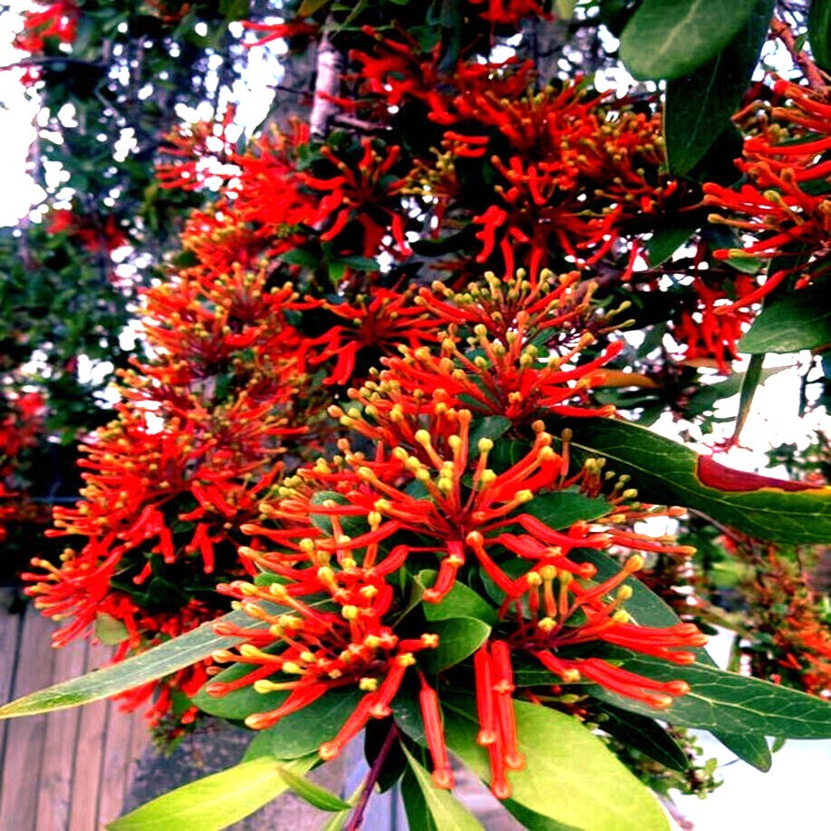10 Chilean Firebush Tree Seeds Embothrium coccineum Flame Flower Plant RARE!