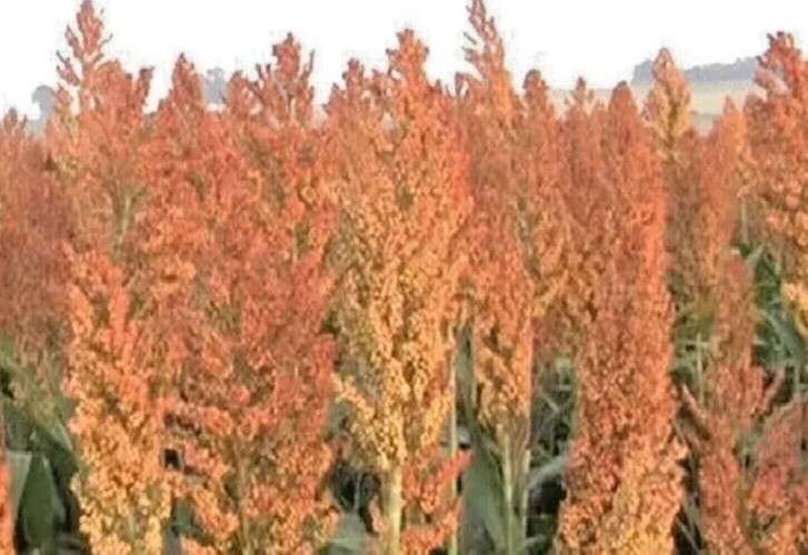 ROX ORANGE, SORGHUM CANE SYRUP SEEDS, 1oz, Waconia, Non-GMO S&H with Tracking #
