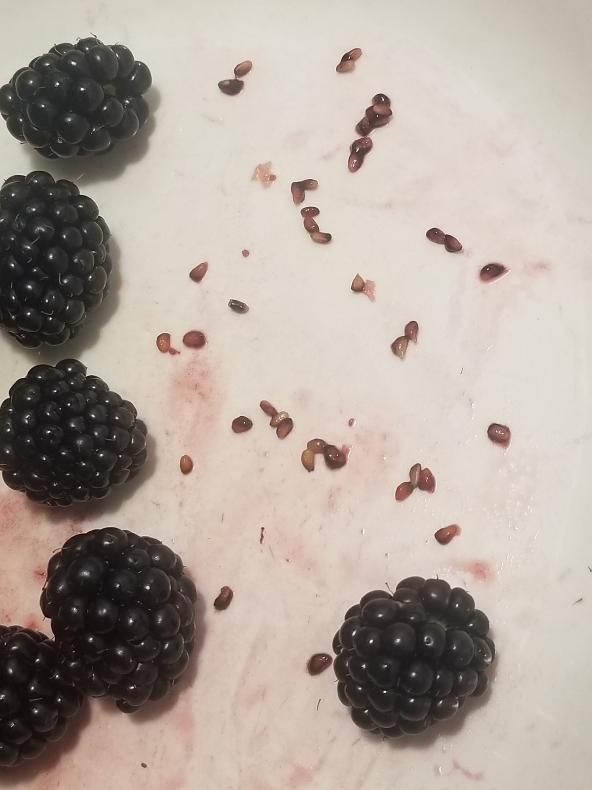 10 BLACKBERRY BUSH SEEDS (Rubus allegheniensis) Garden Fruit Plant Sweet Juicy
