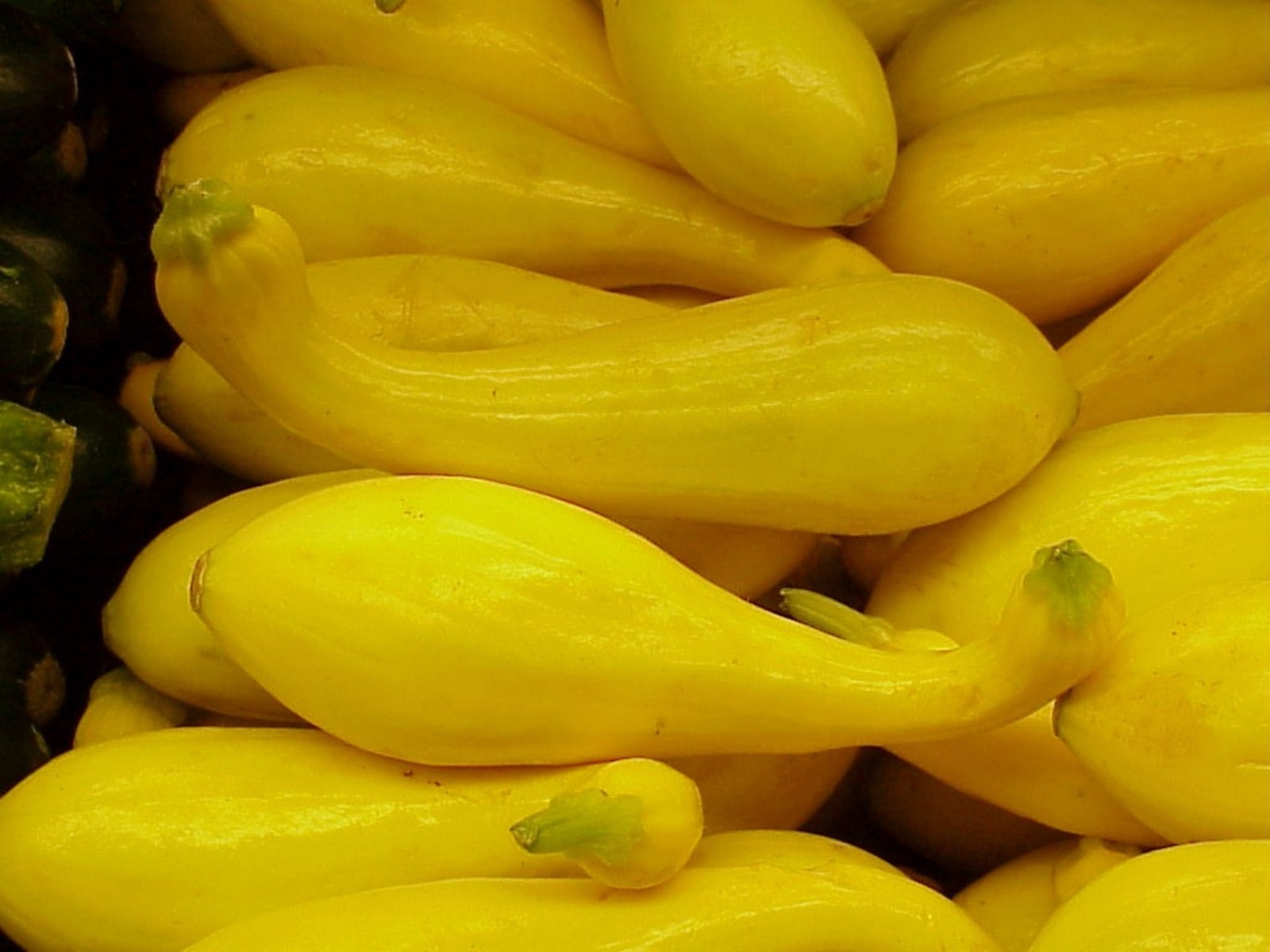 Crookneck Squash Seeds- Heirloom- 50+ 2021 Seeds $1.69 Max Shipping/order