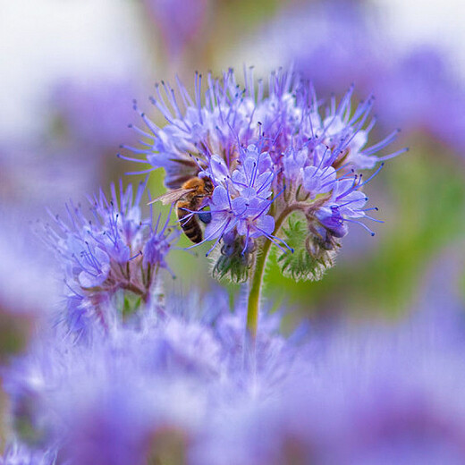 300+ LACY PHACELIA SEEDS Phacelia Tanacetifolia cover crop, attract pollinators