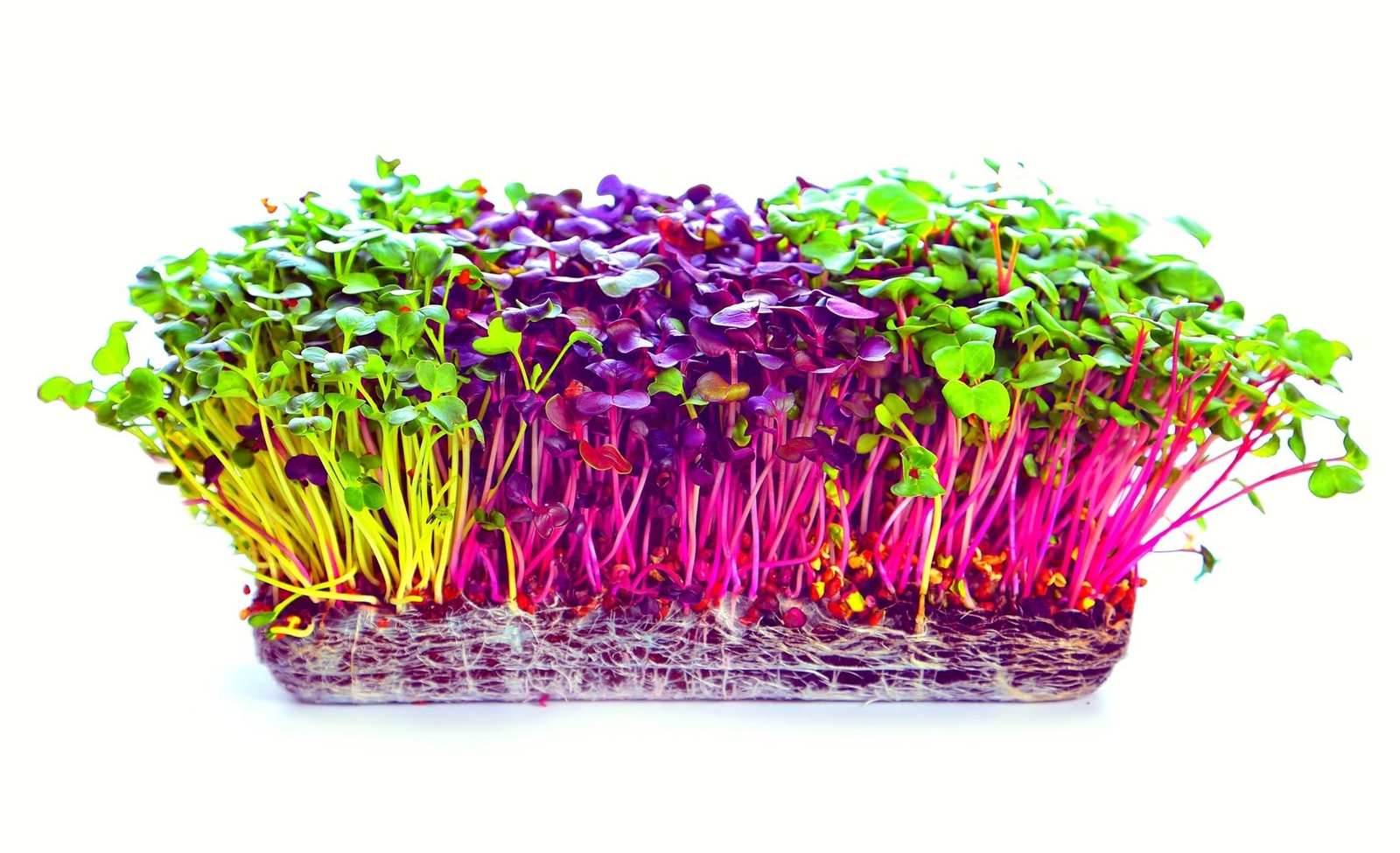 Microgreens Trio – Alfalfa, Radish, Red Amaranth Seeds – 600 Seeds Total, 200 of