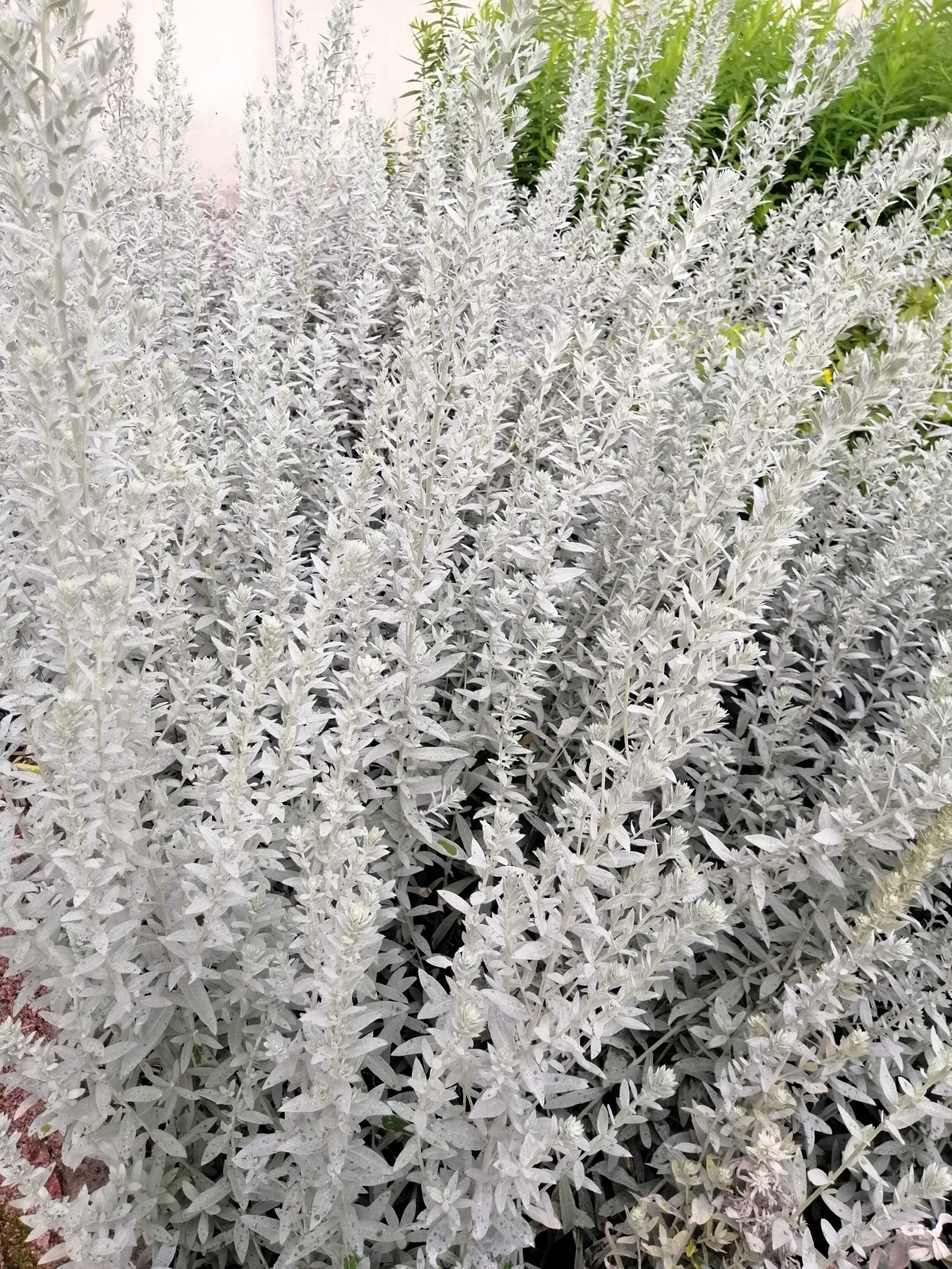 200 PRAIRIE SAGE Wormwood Fringed Sagebrush Sagewort Artemisia Ludovician Seeds
