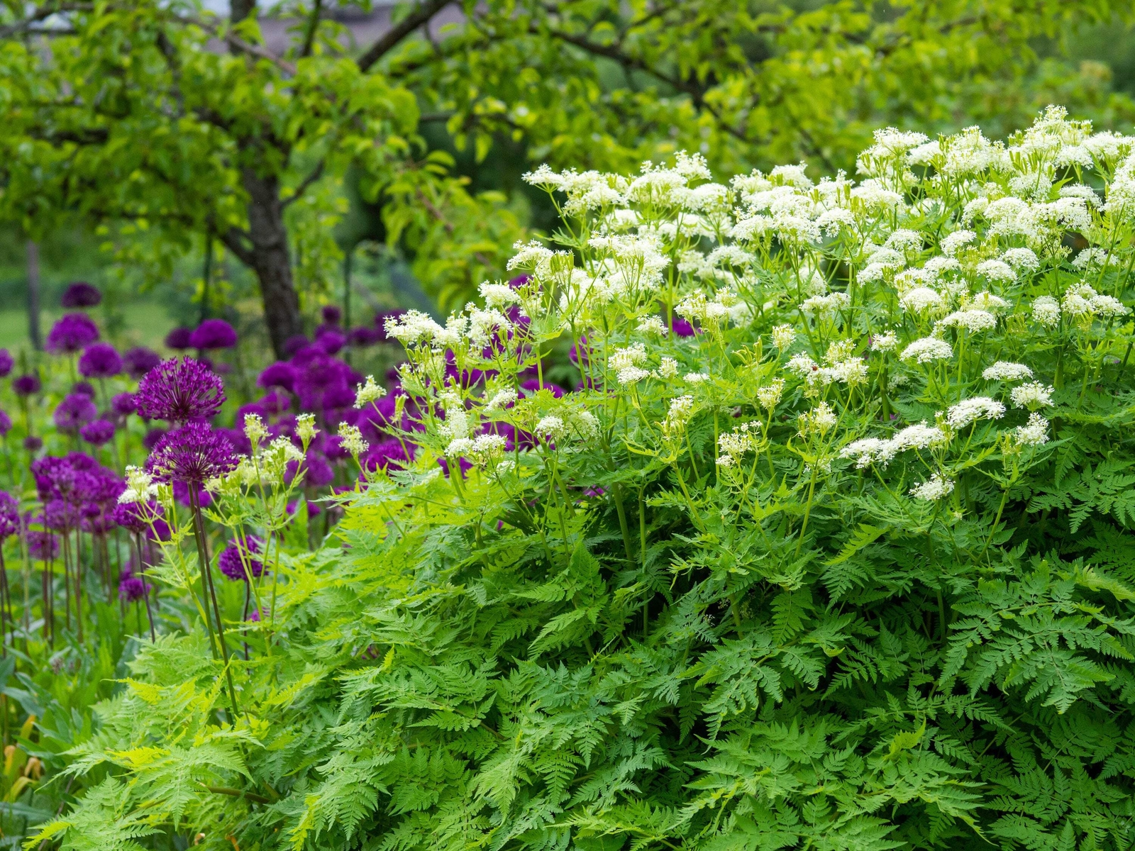 20 SWEET CICELY Myrrhis Odorata Herb Fragrant Flower Licorice Flavor Seeds