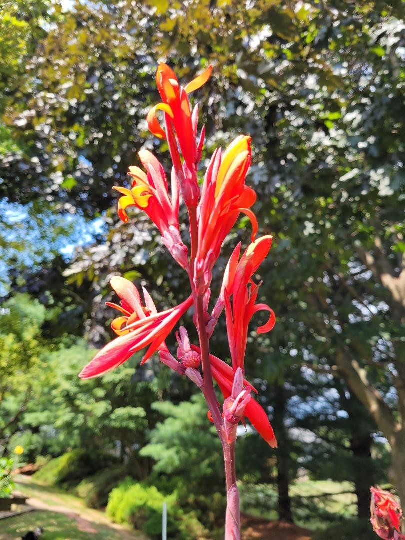 25 Canna Lily Seeds -Musifolio -Red Flwr -Bronze Leaf -6-10 ft tall Free Ship