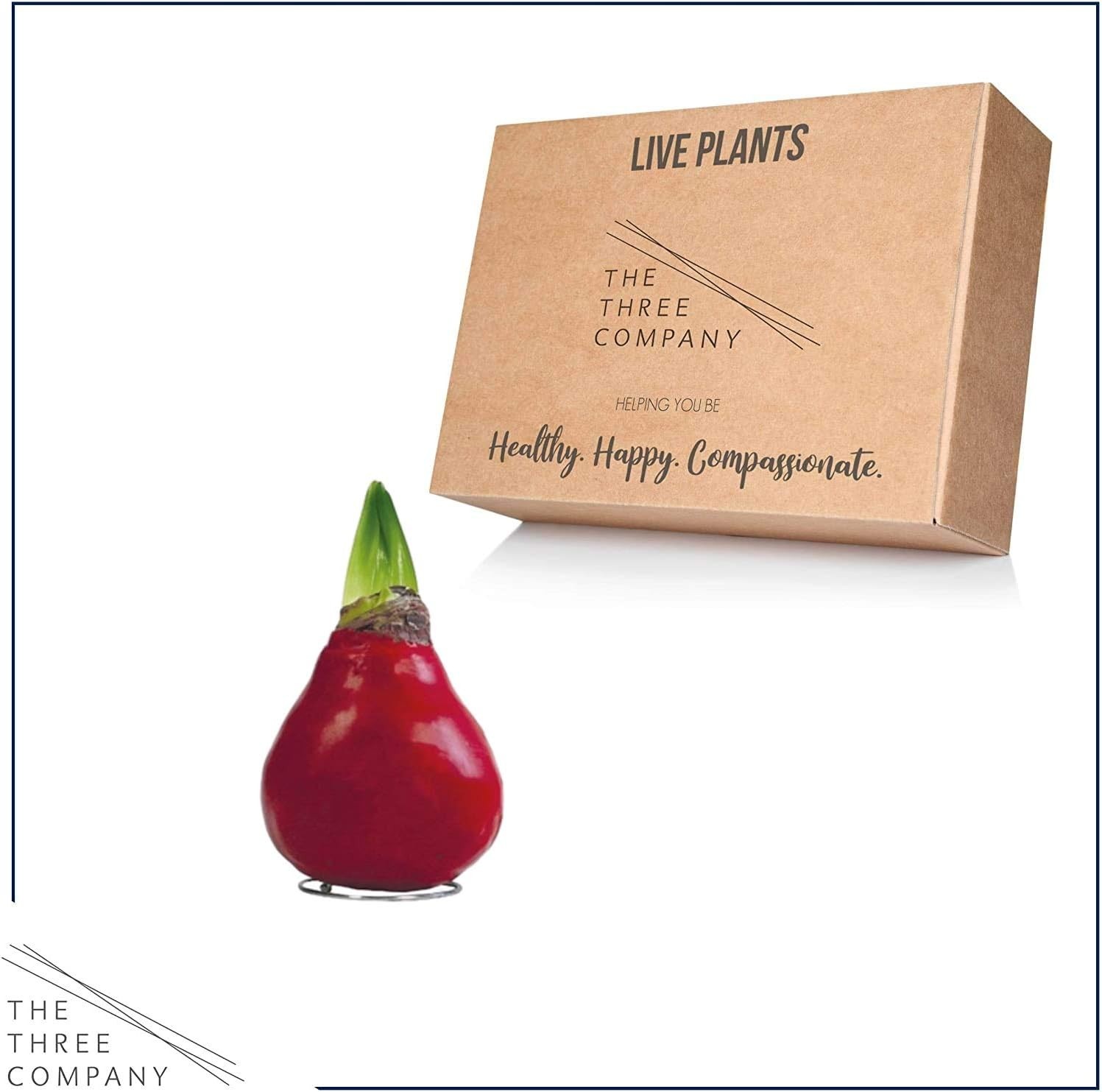 Festive Red Waxed Amaryllis Bulb – Easy Care, Live Holiday Gift
