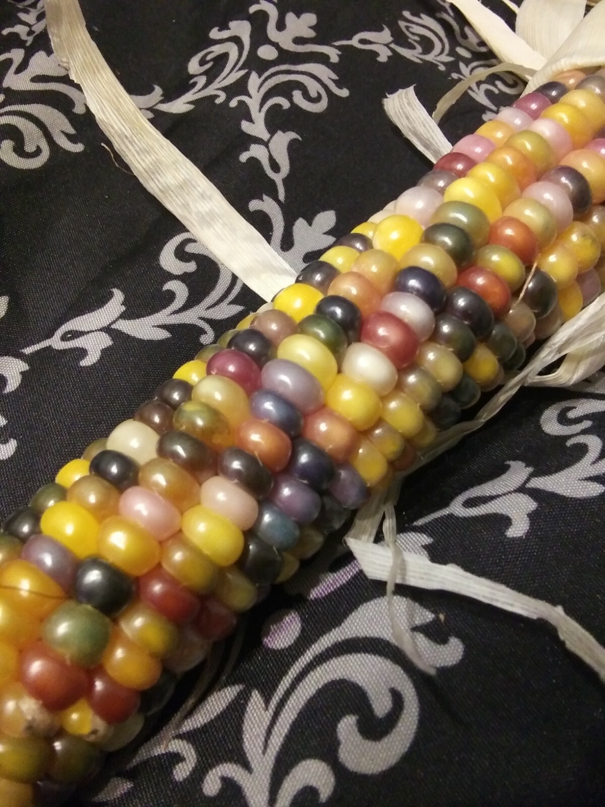 100 GLASS GEM INDIAN CORN SEEDS 2021 HARVEST