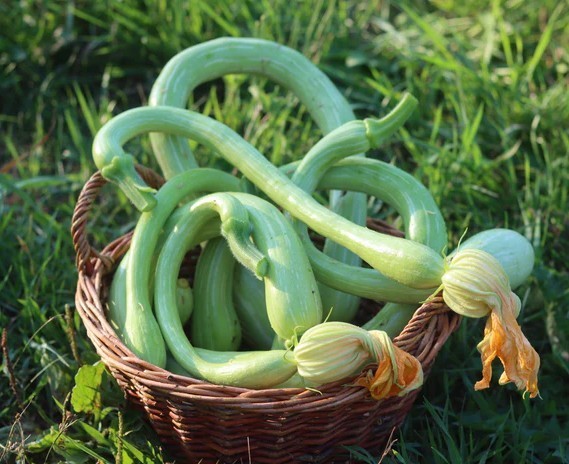 15 + organic Tromboncino Rampicante zucchini seeds Trombocino squash – FREE S/H
