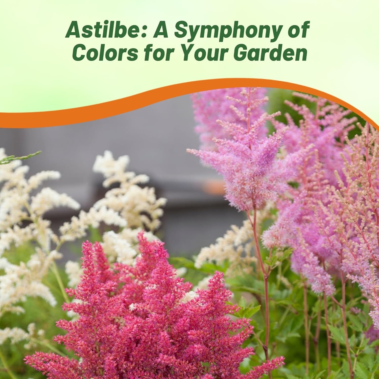 2000 Seeds Astilbe Seed Mix For Planting – Astilbe Arendsii Bunter Flower Seed