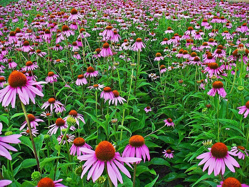 purple Echinacea 100 seeds, coneflower, large daisy-like flowers, herb.