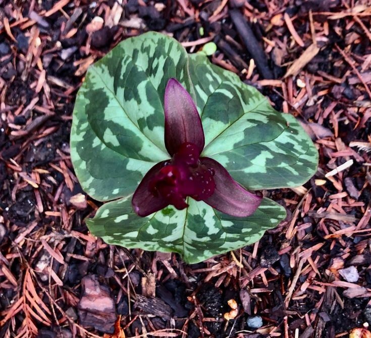 Purple Toad Trillium (Sweet Betsy Trillium) | Bulbs