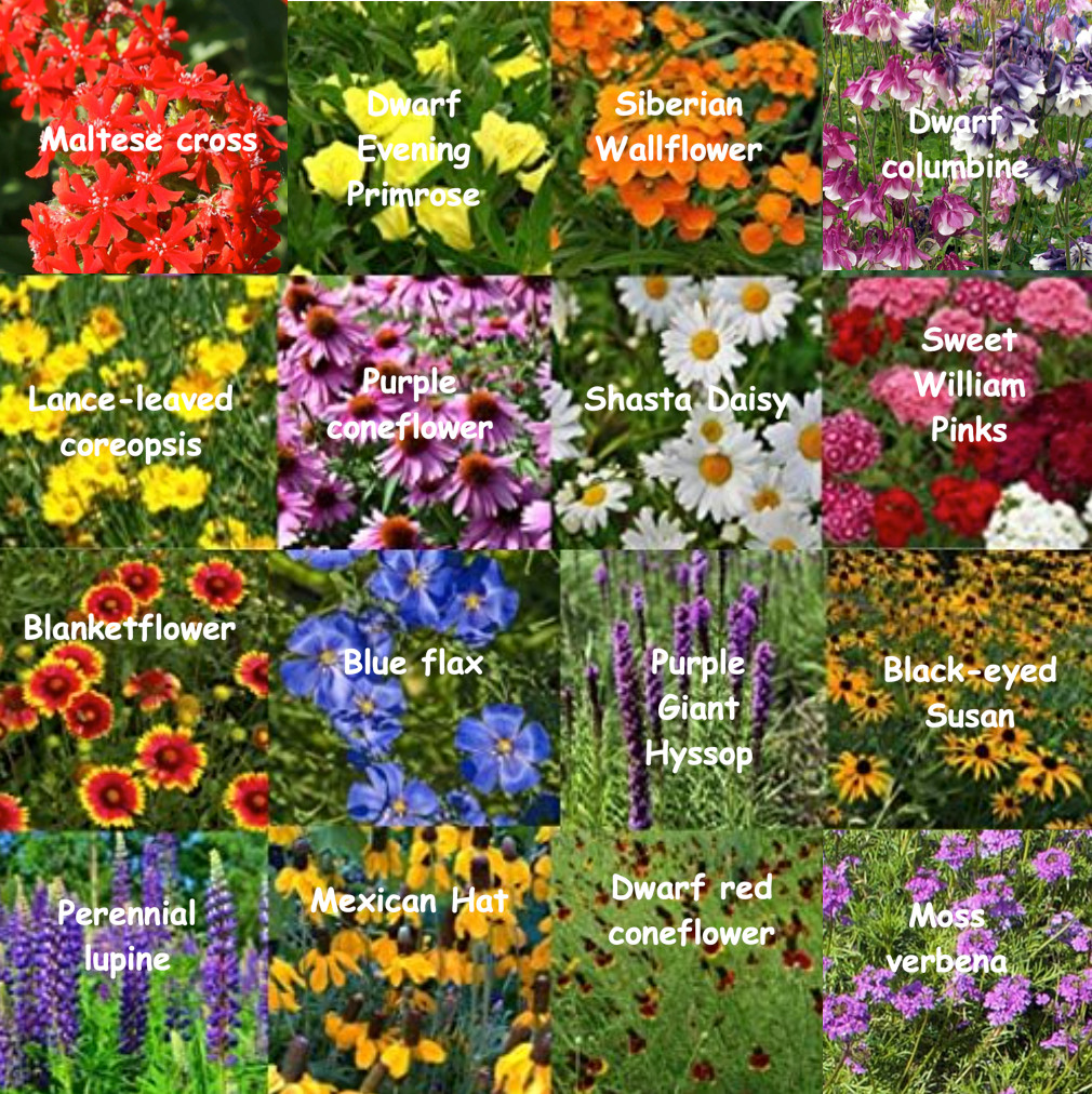Bulk Wildflower Seed Mix – 187,500 Seeds, All Perennial, Covers 1000 SQFT