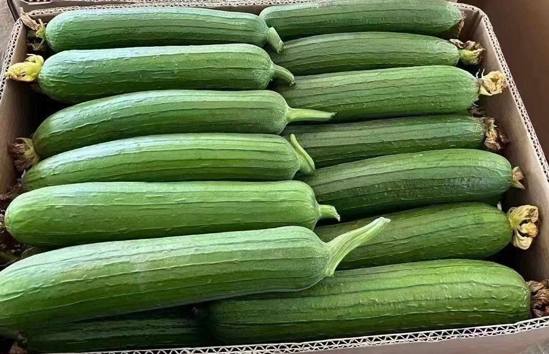 15+Sponge dishcloth Gourd Seeds Luffa Sponge Gourd Seeds Smooth Loofah Sigua USA