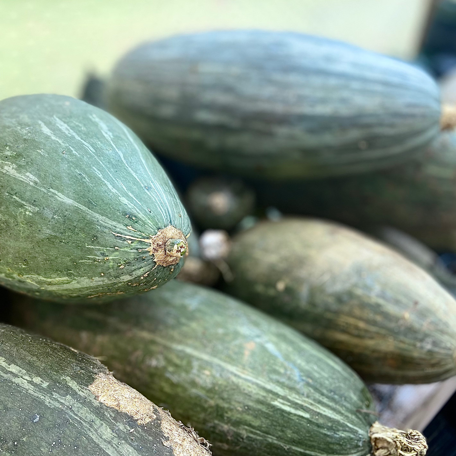 Guatemalan Blue Winter Squash Seeds, Blue Banana Squash, NON-GMO, FREE SHIPPING