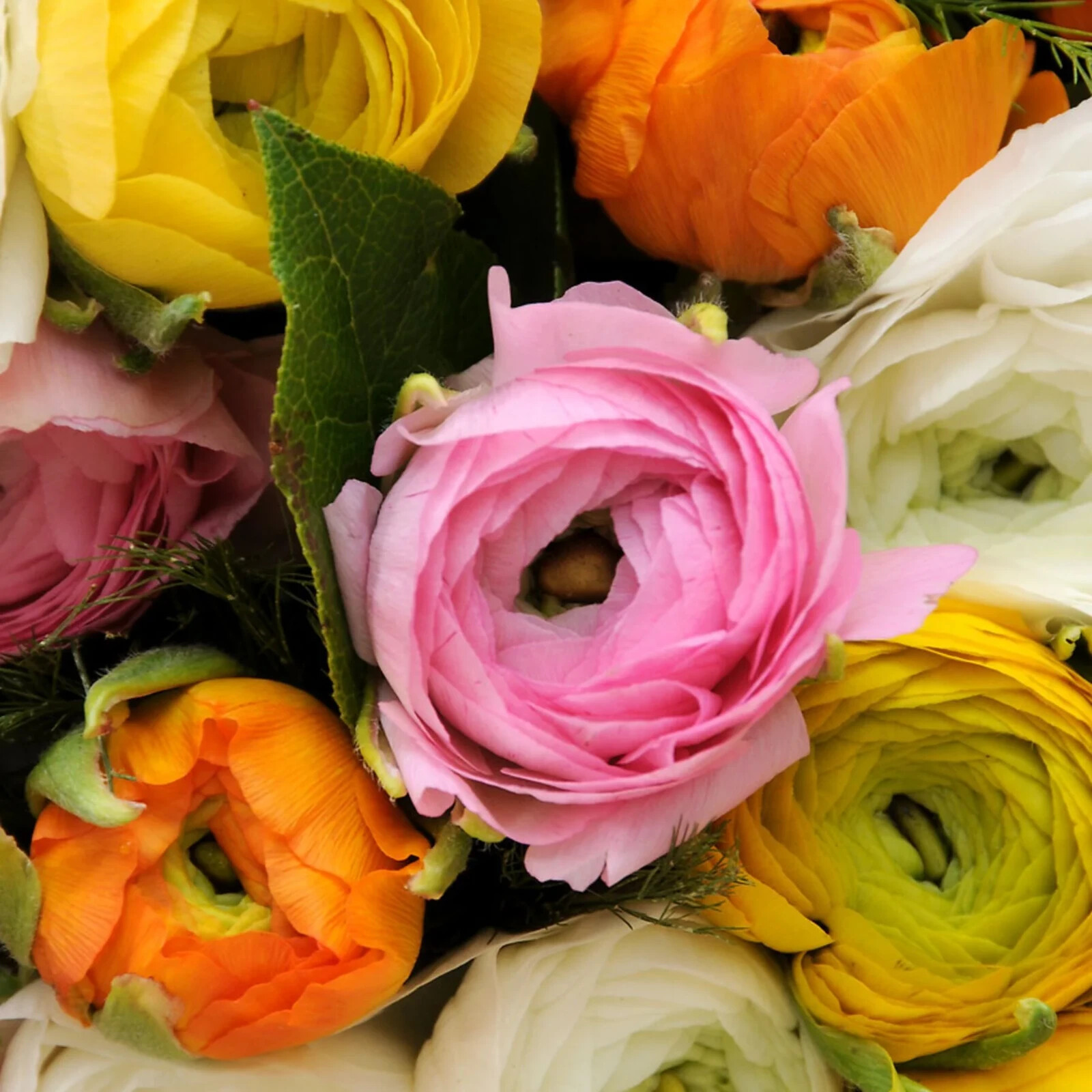 25 Ranunculus Mixed Orange Yellow Red Pink Corms Bulbs Peony Rose Cut Flowers