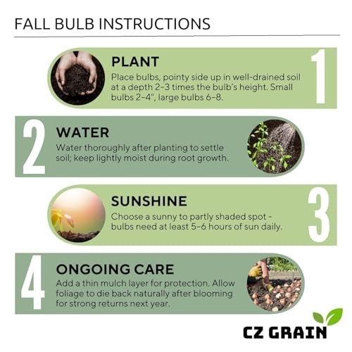 “Florida Cardinal Caladium Bulbs – Perennial Planting, Hosta & Elephant Ears (5