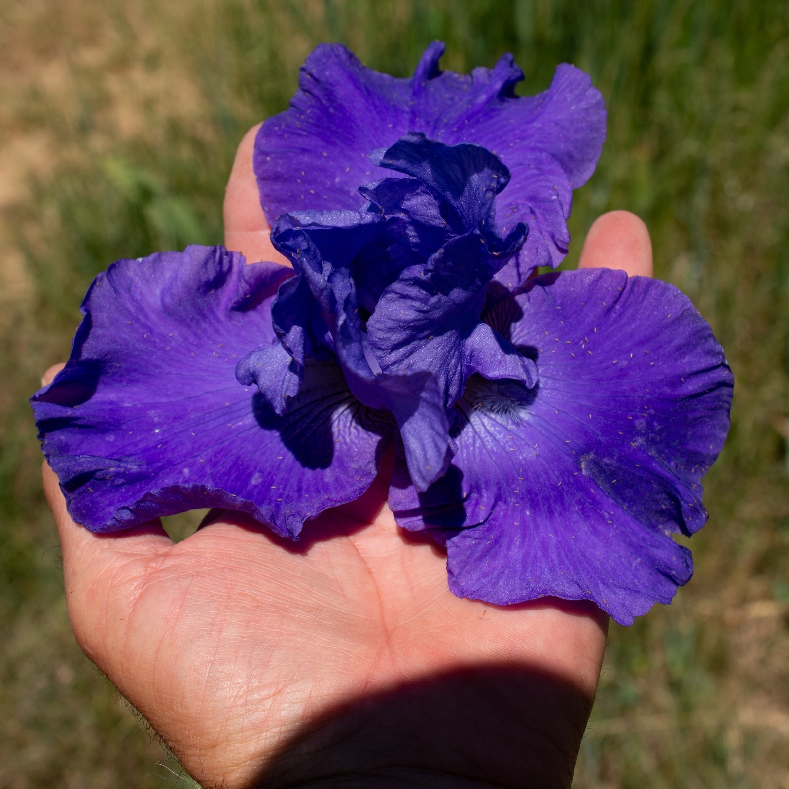 **SEA POWER* Tall Bearded Iris. Pre-Order, Fresh Dig, Combined Ship: Jul – Sep