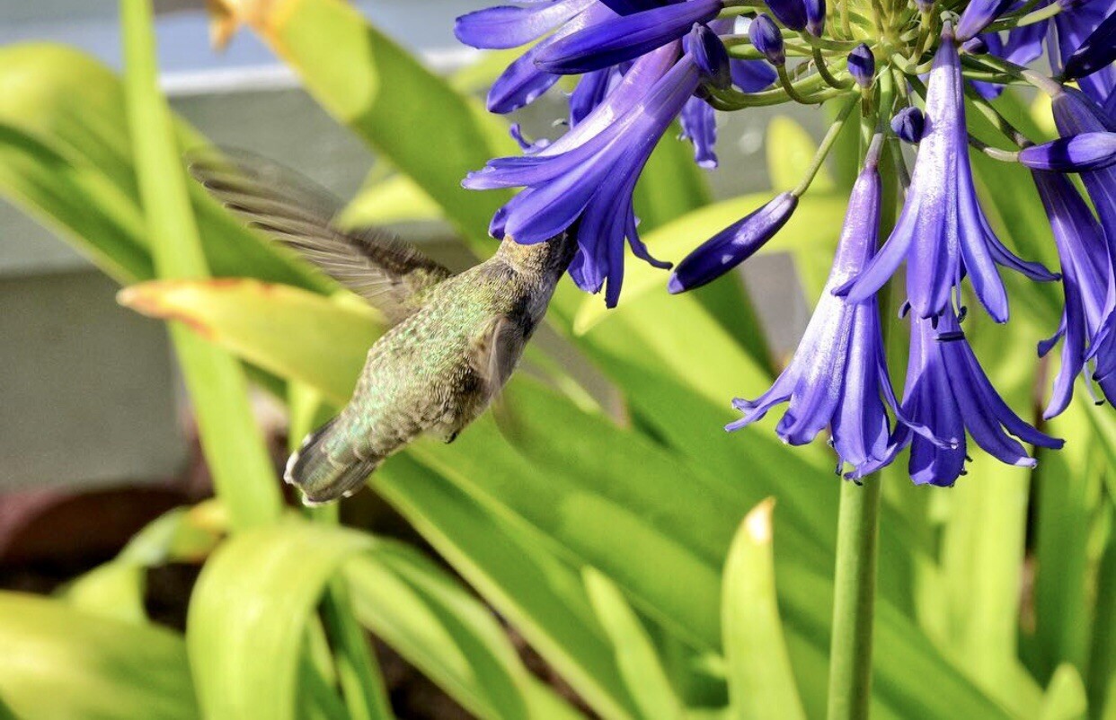 25 Seeds Lily of the Nile Blue Agapanthus African Lily