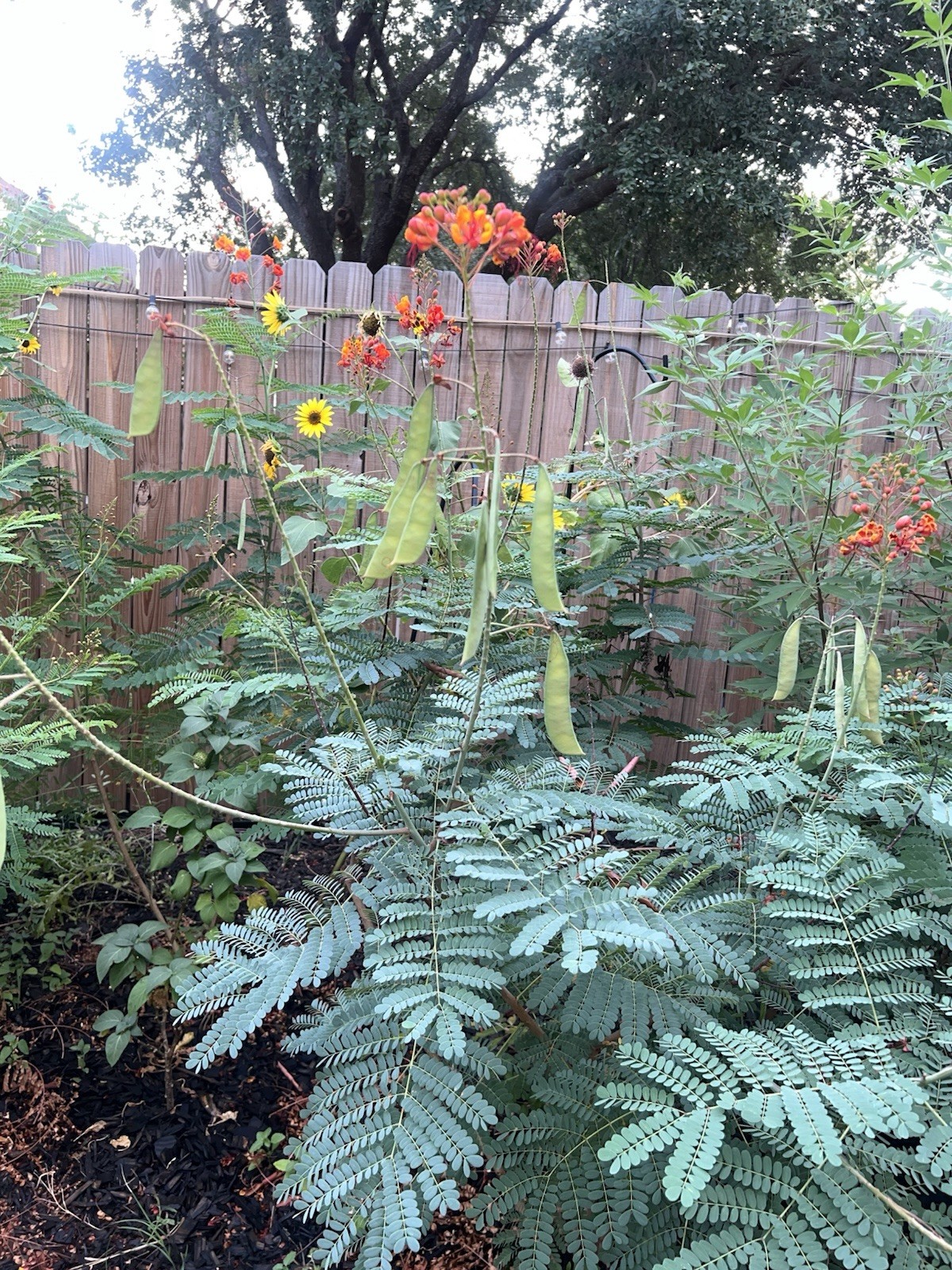 Pride of Barbados Mexican Bird of Paradise Seeds. 12 Seeds.