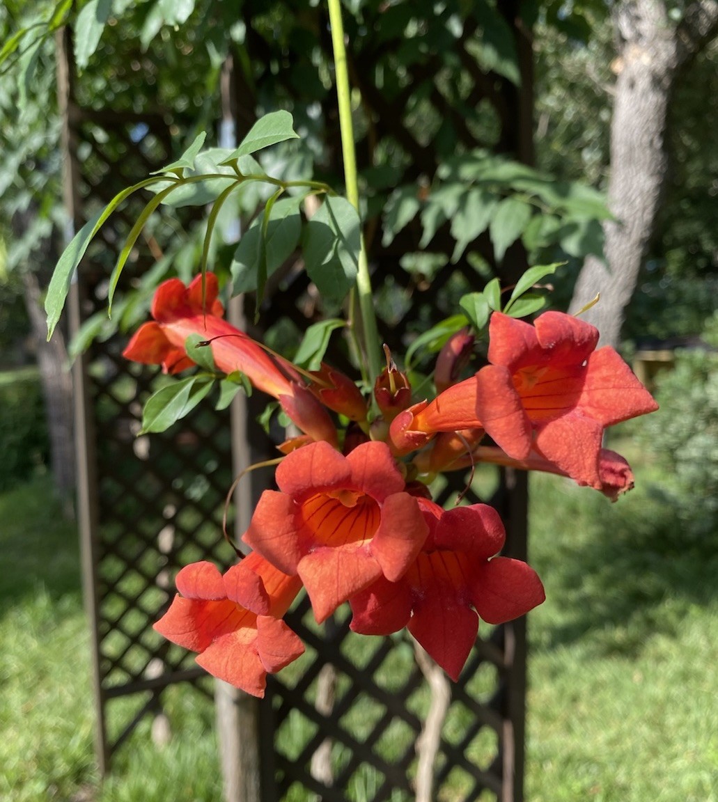 Orange Hummingbird (or Trumpet) Vine 25+ Seeds (Creeping Vine Plant) Pretty!