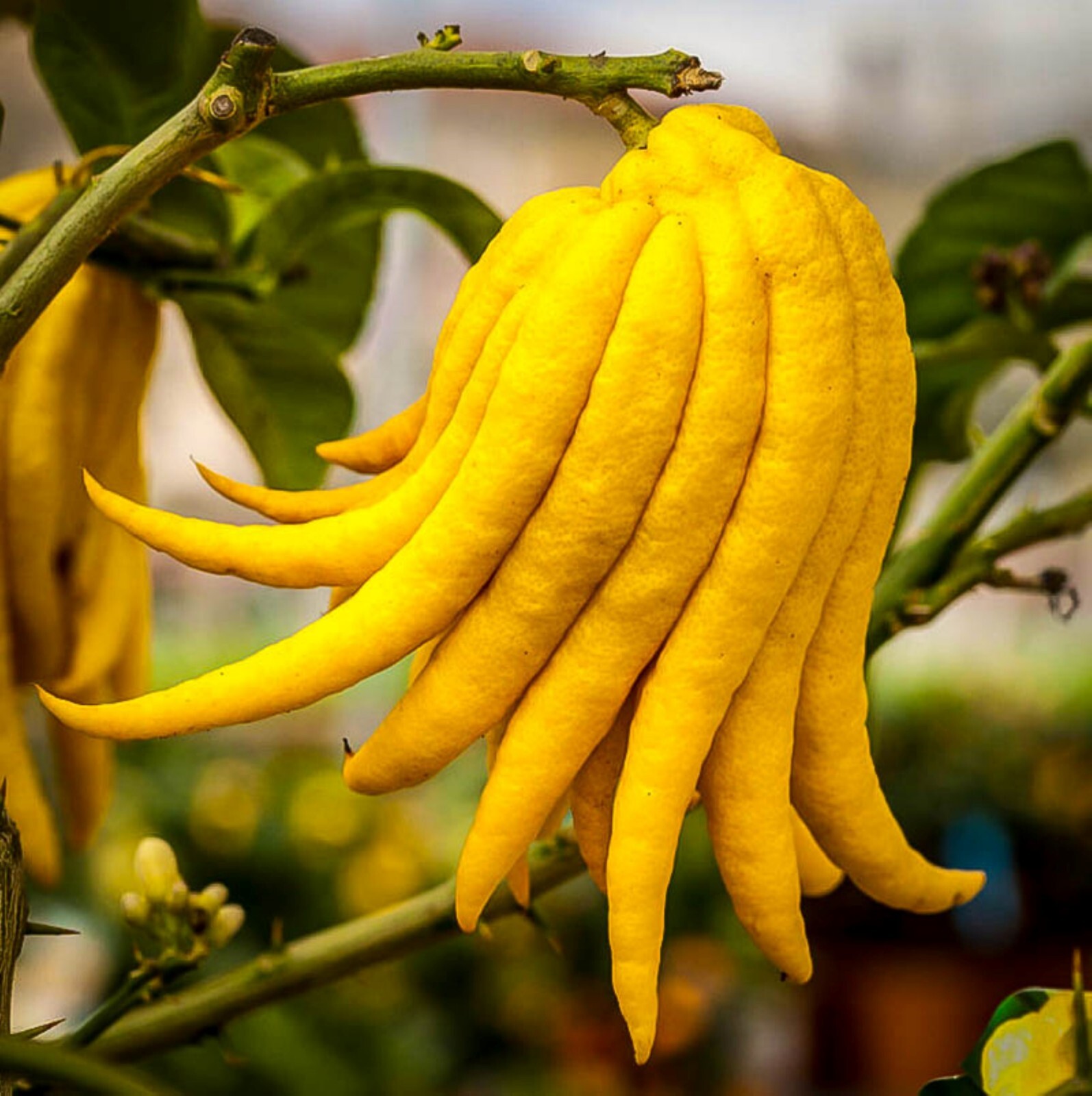 Florida only! Buddhas Hand Tree, 12-15 inches; 5″ container, Rooted Cutting/Bush