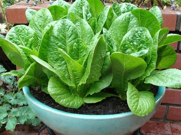 .5g/500+ Seeds JERICHO ROMAINE LETTUCE, NON-GMO, HEAT TOLERANT, FULL of FLAVOR