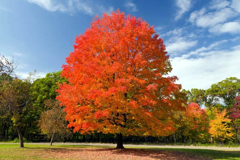 Northern Sugar Maple Tree Seeds (Acer saccharum) Fall Color Cold Hardy to Zone 3