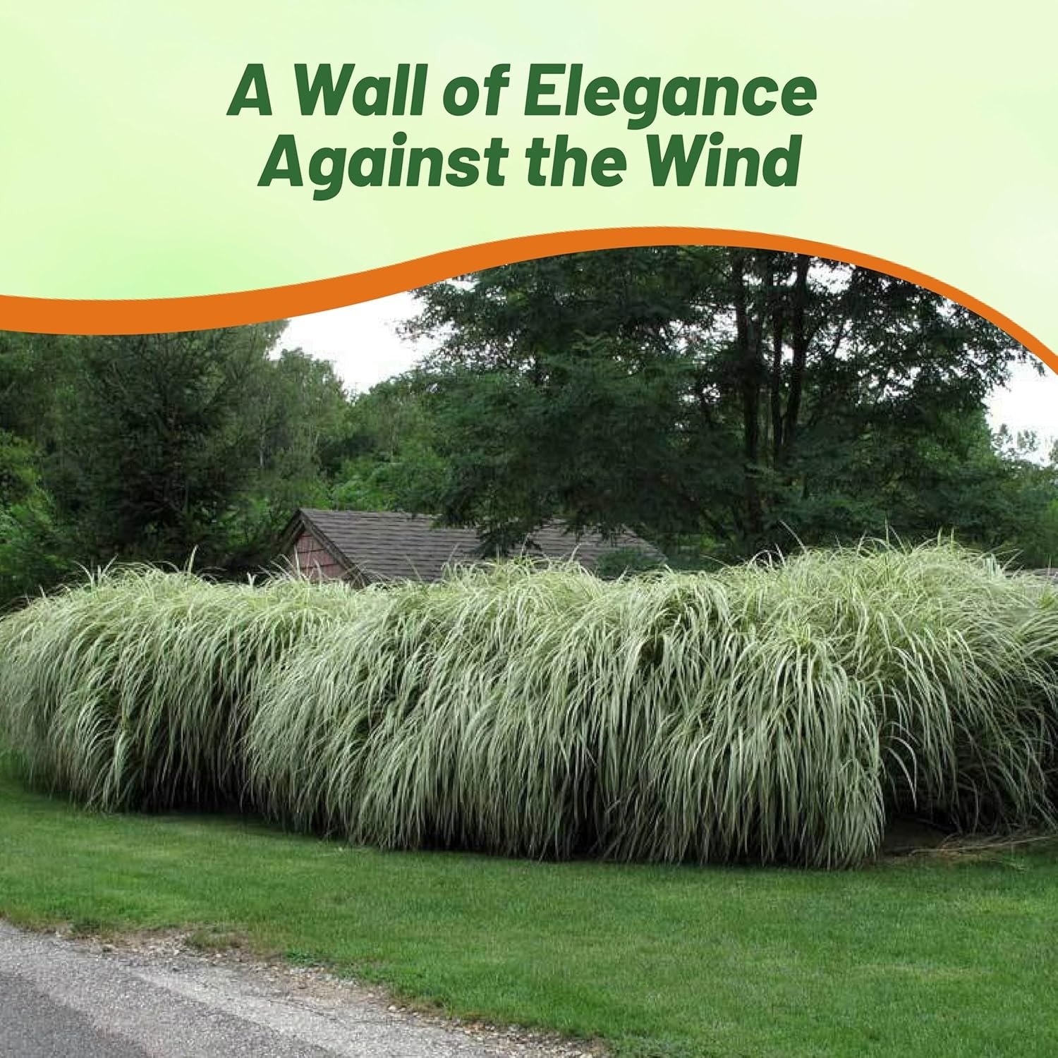 500 Seeds Miscanthus Sinensis Chinese Silver Drought Tolerant Xersicape