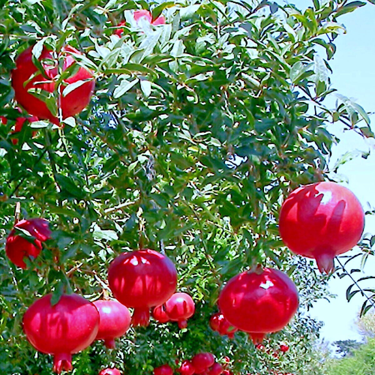 20 DWARF Pomegranate Tree Seeds (Punica granatum) Nana Garden Fruit House Plant