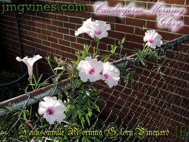 Caudiciform Morning Glory Ipomoea Platensis Evening Glory 5 Seeds