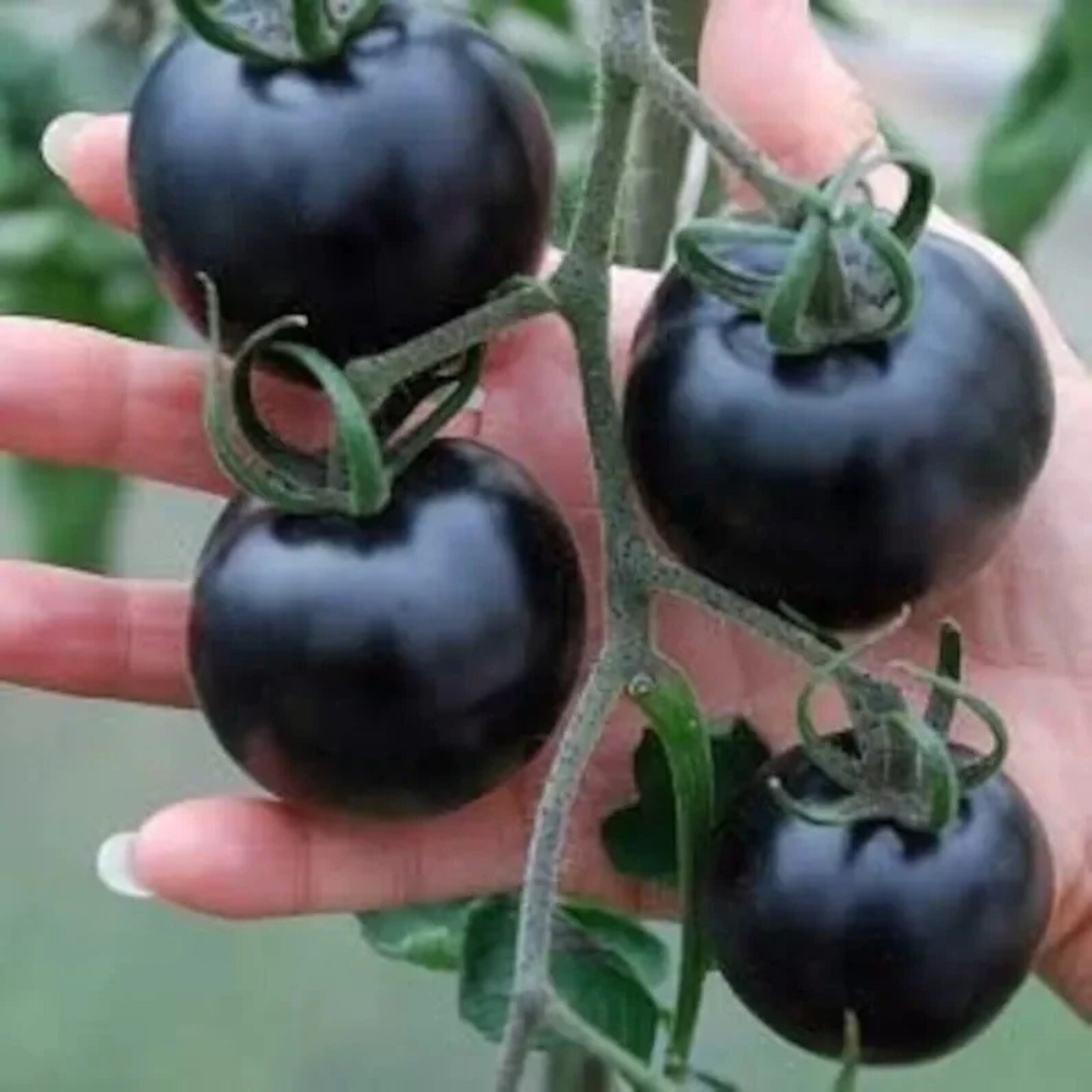 100pcs European Black Cherry Tomato Seeds – Heirloom, Non-GMO, Rich Flavor