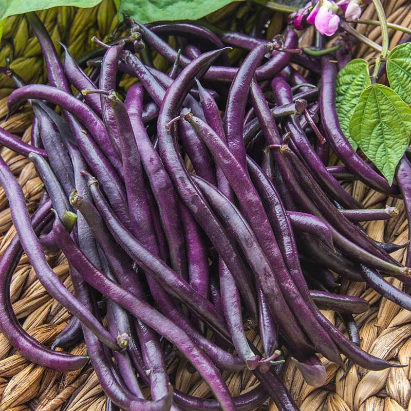 Royal Burgundy Bean Seeds | NON GMO Heirloom Purple Green Beans Vegetable 2024